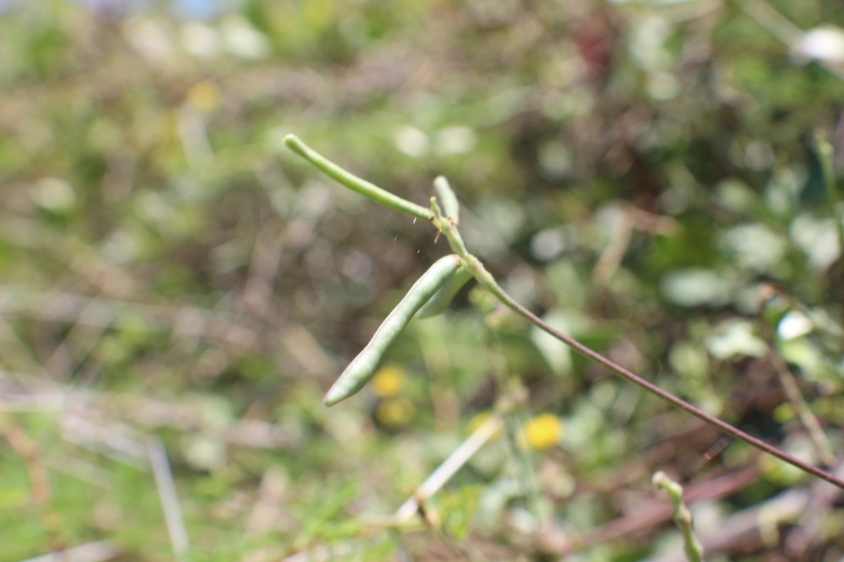 Vigna trilobata (L.) Verdc.